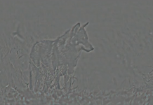 El Lobo Ibérico en Sierra Morena: Al Filo de la Supervivencia Silueta de lobo en fotograma de documental