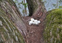 Aves anidan un mes antes debido al impacto del cambio climático Huevos blancos de pájaro en su nido entre ramas de árbol