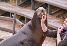 Cabárceno suprime demostraciones con animales y readapta el modelo hacia fines educativos y de bienestar animal Limpiando dentadura de león marino