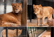 Leones procedentes de Ucrania son acogidos en el centro Primadonus de Alicante Leones rescatados en Kiev, Ucrania, y llevados a España