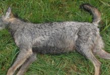 Continúan las movilizaciones para la protección del lobo Loba muerta, asesinada por cazador