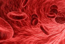 Identifican microplásticos en la sangre humana por primera vez Glóbulos rojos viajan por torrente sanguíneo