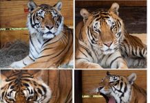 Un santuario sudafricano acogerá ocho grandes felinos rescatados en circos Tigres rescatados y enviados a santuario en Sudáfrica