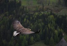 Cazadores esparcen miles de toneladas de plomo cada año en la naturaleza europea Águila con alas desplegadas vuela sobre bosque