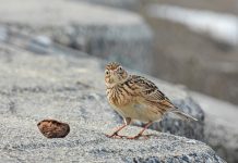 Especies comunes de aves en nuestros campos tienden a desaparecer Alondra posada en roca junto a nuez