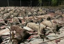 Denuncia a cazadores por macromontería en la que murieron 450 animales
