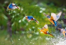 Cuanto más cerca del ecuador, más brillantes y coloridas son las aves Secuencia de movimiento de ave colorida que desciende a río