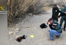 Más de 350 animales protegidos fueron incautados en el último año Guardia Civil investigando muerte de animal