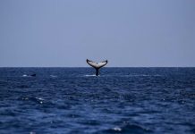 Registro inédito de un nuevo sonido de ballena jorobada Ballena jorobada se hunde el mar asomando su cola