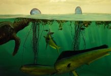 Las emisiones de gases sin control nos llevan a una extinción masiva de la vida marina
