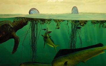 Las emisiones de gases sin control nos llevan a una extinción masiva de la vida marina