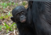 Maya, Lisala, Lokumu… final feliz para 14 bonobos rescatados que vuelven a la naturaleza Bebé bonobó asida a su madre bonobo