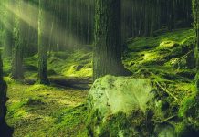 El fuerte vínculo científico entre los bosques y la salud humana Interior de espeso bosque