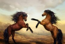 La inteligencia de los caballos