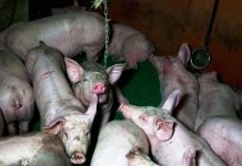 La Justicia francesa condena el corte rutinario de las colas de los cerdos Cerdos hacinados en granja