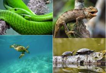 Una de cada cinco especies de reptiles está en peligro de extinción