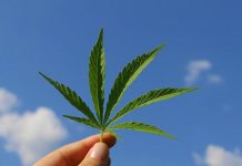 Día Mundial de la Marihuana Planta de marihuana sostenida entre dedos con cielo azul al fondo