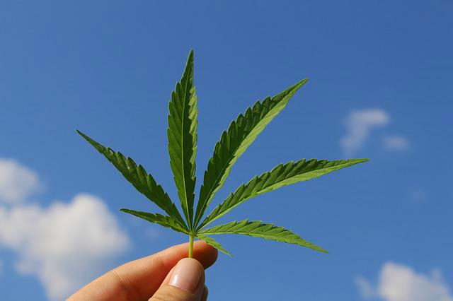 Planta de marihuana sostenida entre dedos con cielo azul al fondo