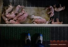 Hacinamiento, suciedad y enfermedad en granjas industriales: nueva investigación de Anima Naturalis Cerdos hacinados en macrogranja