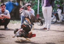 Peleas de gallos online: sangrienta explotación animal en Filipinas Dos gallos peleando en Filipinas