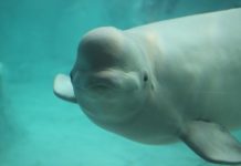 Kairo: 26 años sin libertad hasta su muerte en un acuario beluga Kairo en acuario