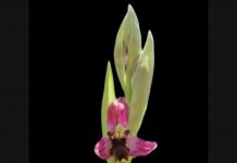 Reclaman la urgente protección de la Orquídea de Almaraz
