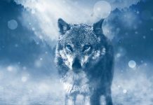 El lobo: un animal que levanta pasiones