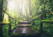 Frases famosas sobre medio ambiente Pasarela de madera que atraviesa un bosque