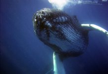 El sorprendente volumen de microplásticos que ingiere una ballena cada día
