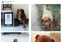 Adiós a Bobi, el perro más longevo Bobi, el perro más viejo de la historia