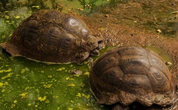Las tortugas gigantes de Galápagos en peligro de extinción siguen tragando plástico