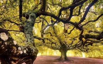 Vota el árbol europeo del año 2024
