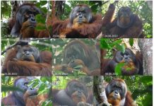 Un orangután se cura una herida en la cara elaborando un ungüento con plantas masticadas