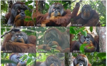 Un orangután se cura una herida en la cara elaborando un ungüento con plantas masticadas