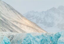 Salvemos nuestros glaciares Oso polar en el entorno de un glaciar en el archipiélago de Svalbard