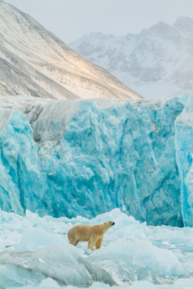 Oso polar en el entorno de un glaciar en el archipiélago de Svalbard